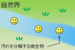 自然界での微生物