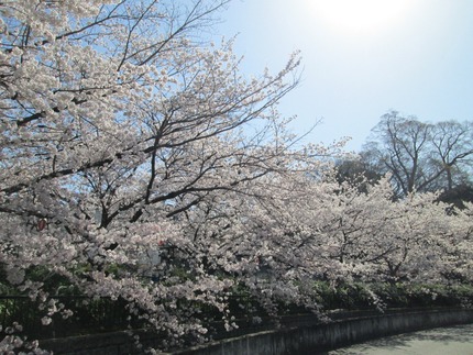 大堀川12