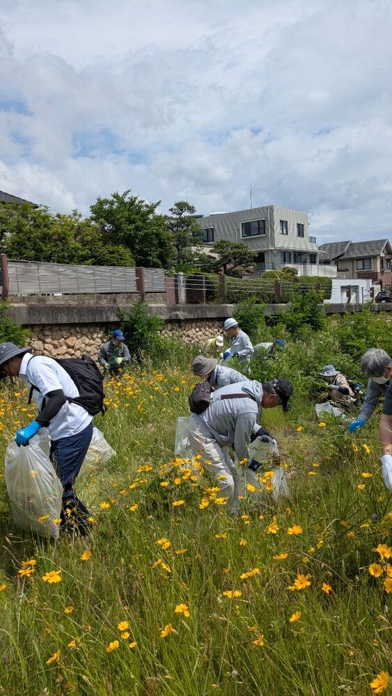 5月31日の駆除の様子