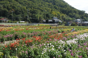 No.2　ダリア花つみ園2