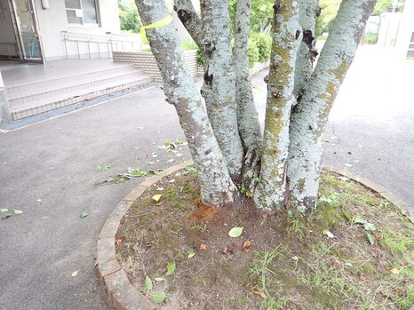 被害木の樹種がわかる引きで撮った写真例