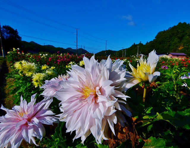 宝塚ダリア園