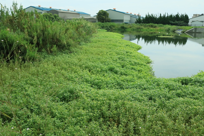全体の繁茂状況がわかる引きで撮った写真例