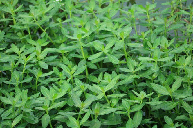 植物の特徴が分かるようにズームで撮った写真